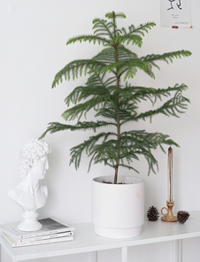 深挖杭州湾花卉租摆方案，绽放花卉独特风情